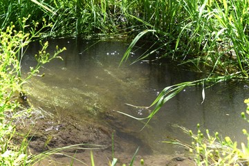Summer landscape of a forest