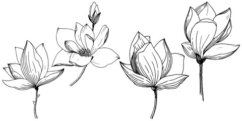 Obraz premium Magnolia w stylu wektor na białym tle. Pełna nazwa zakładu: Magnolia. Wektor kwiat dla tła, tekstury, wzoru opakowania, ramki lub obramowania.