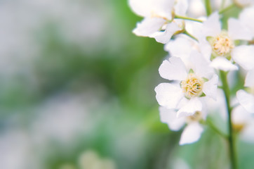 Soft focused bird-cherry flowers. Bird-Cherry tree blossoms. Spring seasonal romantic background.