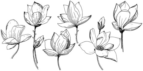 Naklejka premium Magnolia in a vector style isolated. Full name of the plant: Magnolia. Vector flower for background, texture, wrapper pattern, frame or border.