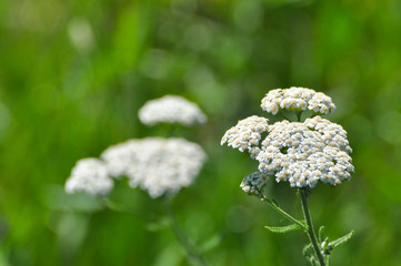 Achillea millefolium or white yarrow. Wild flowers in meadow, useful for herbal medicine © Ivan