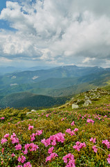Rhododendron blooming flowers in Carpathian mountains on the blurred foreground. Chervona Ruta. Mountains landscape background