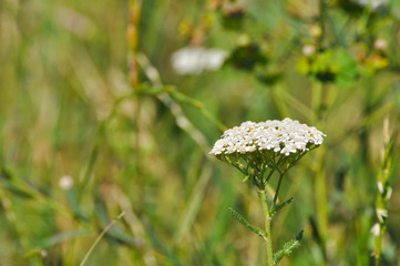 Achillea millefolium or white yarrow. Wild flowers in meadow, useful for herbal medicine
