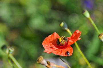 Honey bee on wild poppy flower. Bee pollinating poppy flower on meadow - obrazy, fototapety, plakaty