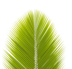 Fototapeta premium Green coconut leaf isolated on white background