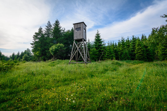 Ansitz im Wald
