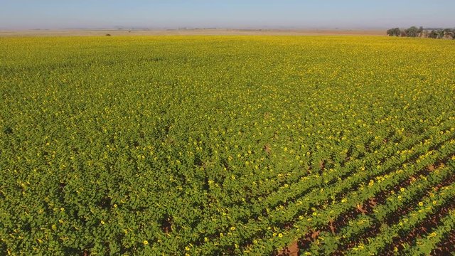 Low flying aerial view of a field of flowering sunflowers, South Africa