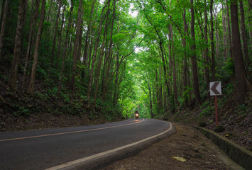 Motorcycle racer in forest tunnel in Philippunes, Bohol island