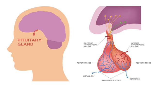 pituitary gland vector