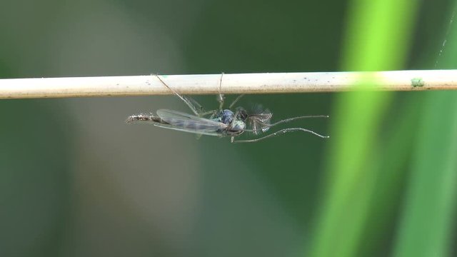 Insect close-up. Gnats and mosquitoes sits on horizontal leaf of grass in meadow, United States. Gnat is any of many species of tiny flying insects in the Dipterid suborder Nematocera, Sciaridae.