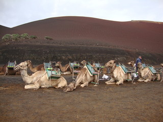 Kamele-Reiten auf Lanzarote