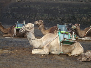 Kamele-Reiten auf Lanzarote