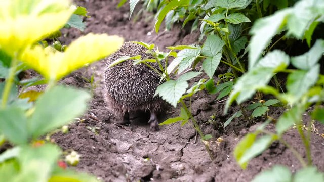Hedgehog in green grass, scientific name - Erinaceus europaeus, also known as European hedgehog or common hedgehog
