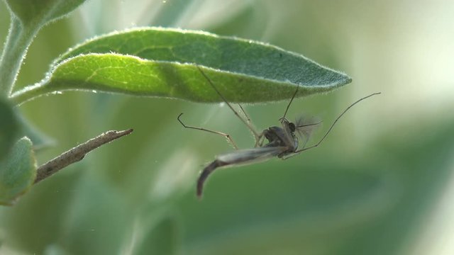 Insect close-up. Gnats and mosquitoes sits on horizontal leaf of grass in meadow, United States. Gnat is any of many species of tiny flying insects in the Dipterid suborder Nematocera, Sciaridae.
