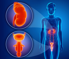 Male reproductive system