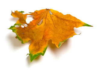 Autumn dry multicolored maple leaf with holes