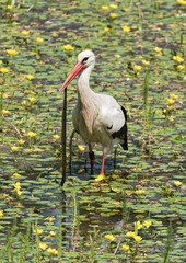 a white stork (Ciconia ciconia) catches and eats snake in the nature reserve kuehkopf, hesse, germany