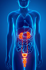 Male reproductive system