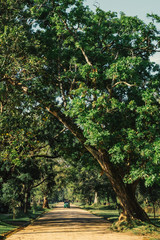 Tuktuk under big tree