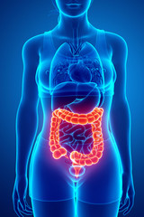 3d Render of Human Large Intestine