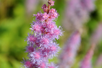 flower of a false bucks beard