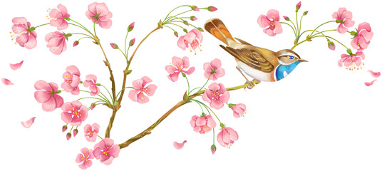 Cherry-tree flowers with a bird isolated.Perfect for greeting