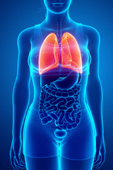 Human respiratory system with lungs