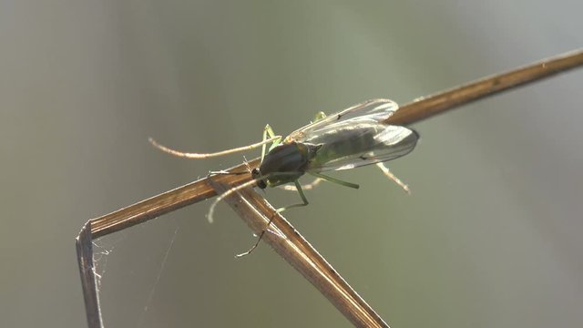 Insect close-up. Gnats and mosquitoes sits on horizontal leaf of grass in meadow, United States. Gnat is any of many species of tiny flying insects in the Dipterid suborder Nematocera, Sciaridae.