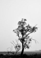 Fototapeta na wymiar Silhouette of a tree in black and white against a foggy morning sky