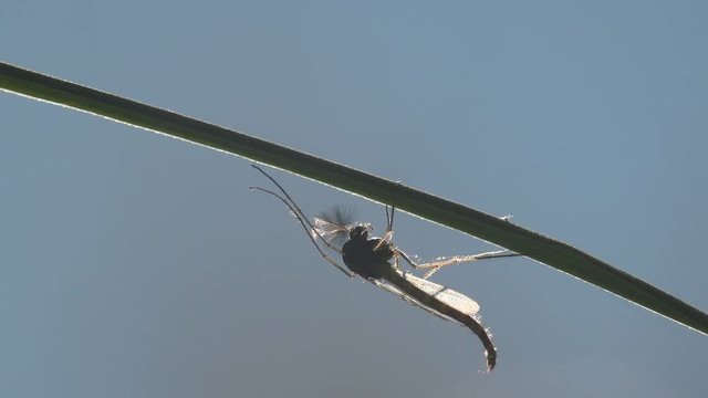 Insect close-up. Gnats and mosquitoes sits on horizontal leaf of grass in meadow, United States. Gnat is any of many species of tiny flying insects in the Dipterid suborder Nematocera, Sciaridae.