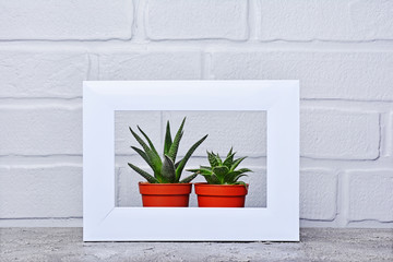 Red flower pot with small cacti in white frame