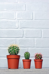 Fototapeta na wymiar Small cacti in red flower pot with copy space
