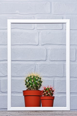 Red flower pot with small cacti in white frame with copy space