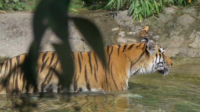 A tiger walking in the water