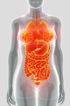3d render of digestive system
