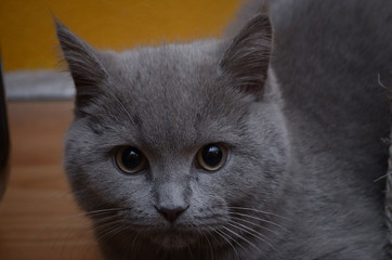 short-haired British gray cat