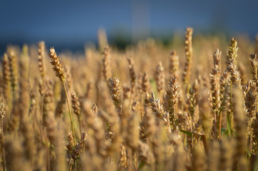 Rye field ready to cut