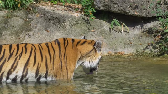 A tiger walking in the water