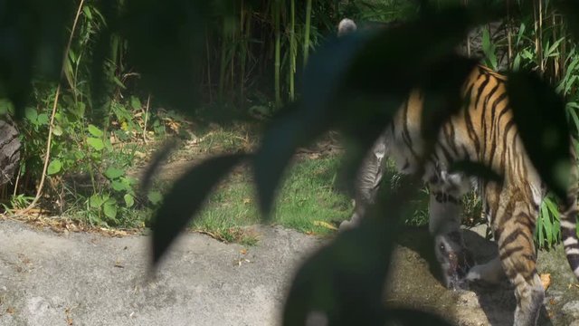 A tiger walking in the water