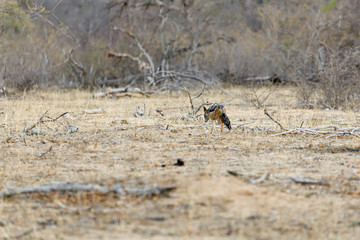 Coyote sneaks along