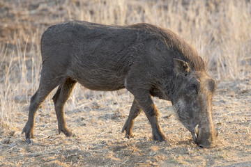 african common warthog