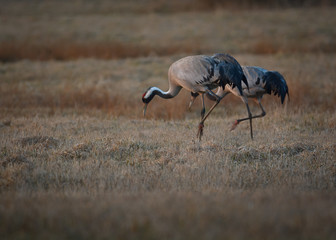 Common crane pair evening dance