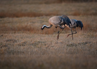 Common crane pair evening dance