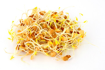 Four day old sprouting lentils for use in salads and stir fry meals