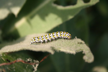 Mullein moth caterpillar eating green leaves in the garden. Cucullia verbasci