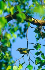 Blaumeise (Cyanistes caeruleus Syn. Parus caeruleus), sitzt mit Futter im Schnabel auf Birkenzweig, Lüneburger Heide, Niedersachsen, Deutschland, Europa