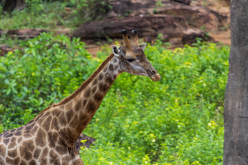 Face Masai giraffe