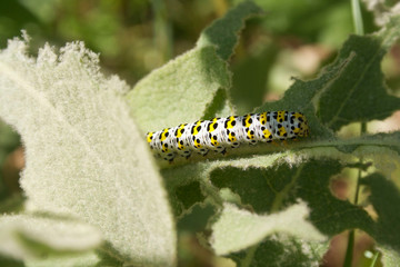Obraz na płótnie Canvas Mullein moth caterpillar eating green leaves in the garden. Cucullia verbasci