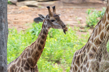 Tongue and Face of Masai giraffe peaks around bush