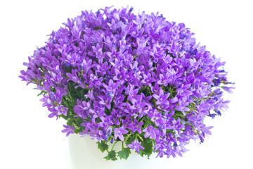 violet flower on the white background